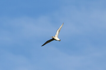Obraz premium Whimbrel (Numenius phaeopus) - Common on coastal mudflats and estuaries across European coastlines