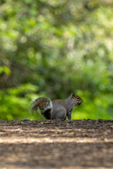 Grey Squirrel (Sciurus carolinensis) - Common in woodlands parks and gardens across Europe
