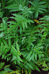 Tansy leaves (Tanacetum vulgare)