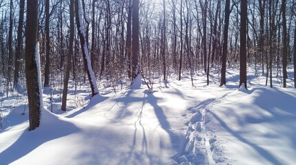 Winter wonderland forest scene. Sunlight filters through snow-covered trees