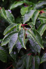 Closeup of Portuguese laurel cherry or Portugal laurel (Prunus lusitanica)
