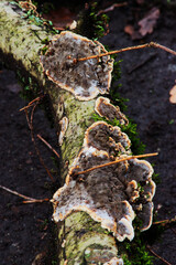 velvet-top fungus, dyer's polypore, dyer's mazegill, or pine dye polypore (Phaeolus schweinitzii)