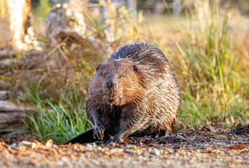 North American Beaver