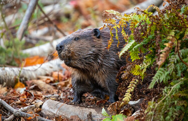 North American Beaver