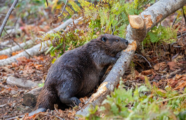 North American Beaver