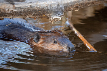 North American Beaver