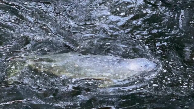 Harbor Seals Swimming in Ketchikan (Phoca vitulina)
