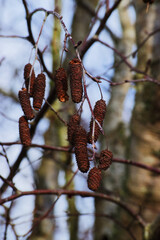Red alder (Alnus rubra)