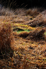 sunlight in grassland