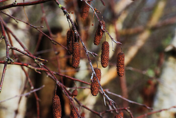 Red alder (Alnus rubra)