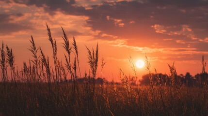 A vibrant sunset casts a warm glow over a field of tall grasses. The sky features dramatic clouds and a radiant sun