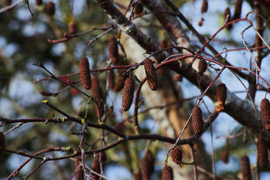 Red alder (Alnus rubra)