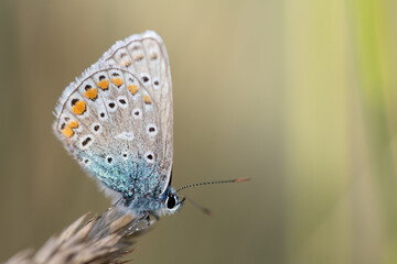 Obraz premium Close-up of a butterfly, a blue butterfly, sitting on a dry blade of grass. The sun is shining. There is space for text.