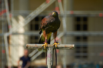 Golden Eagle Resting During Falconry Event