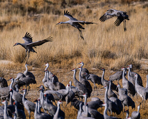 Fototapeta premium Sandhill cranes (antigone canadensis) taking flight at their winter home near Wilcox AZ