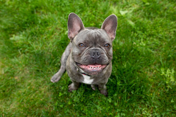 French Bulldog Sitting on Green Grass. Cute French Bulldog Outdoors on Lawn. Playful French Bulldog Relaxing on Grass. Adorable French Bulldog in Natural Outdoor Setting.