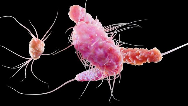 Bacteria with Different Flagella Types, Monotrichous, Amphitrichous, Lophotrichous, Peritrichous, Medical Microbiology animation, Motile Bacterial Cells, Rod-Shaped and Spiral Bacteria, Microscopic An
