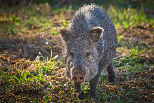 javelina in Arizona