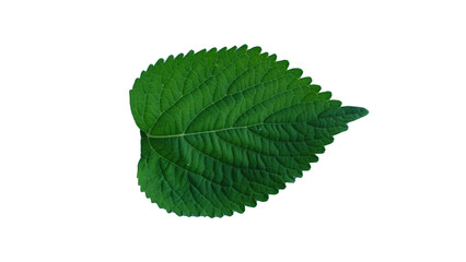 Fresh Green Leaf Isolated on White Background