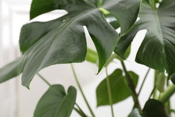Beautiful monstera growing near white wall indoors, closeup © New Africa