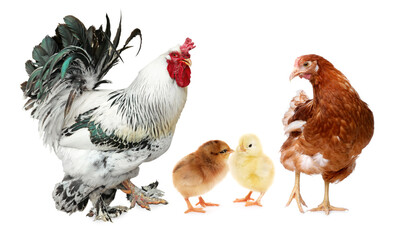 Fototapeta premium Rooster, hen and chicks on white background. Animal family