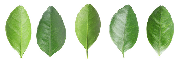 Obraz premium Citrus plant. Set of green leaves isolated on white