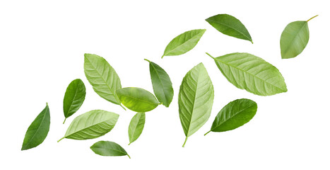 Citrus leaves flying in air on white background