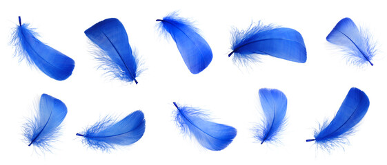 Collection of blue feathers isolated on white © New Africa