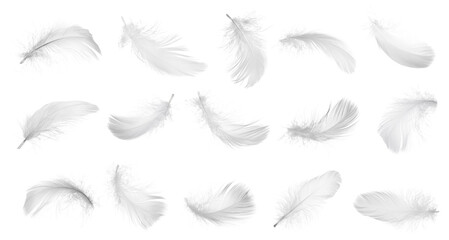 Collection of bird feathers isolated on white
