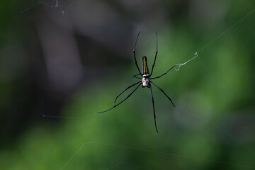 A large Golden orb weaver spider with long black legs resting in the center of its web against a bright green background.