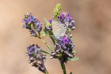 Horizontal image of a Behr's Hairstreak butterfly feeding from the purple flowers of a Silver Lupine plant with a background of out of focus light brown color.