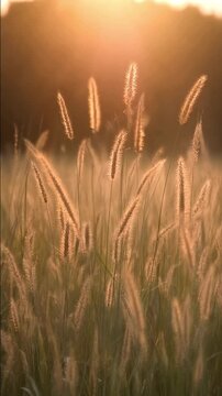 A field of wild foxtail grass glows in the warm, golden light of a serene sunset, highlighting the delicate seed heads