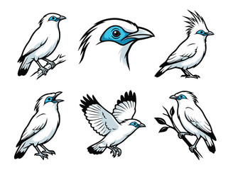 Collection of Six Illustrations of Bali Myna Birds in Various Poses.