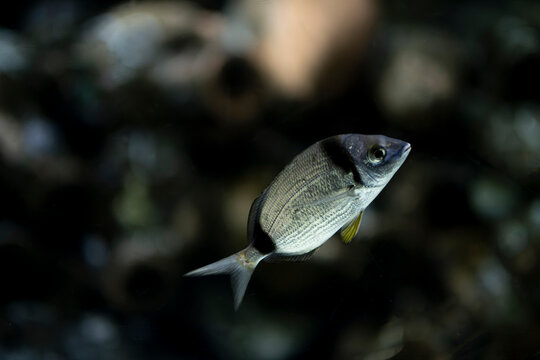 Diplodus sargus in natural marine habitat. Mediterranean diplodus sargus close-up. White seabream fish underwater.