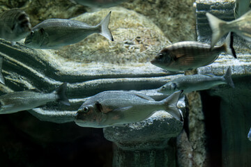 Mediterranean seabream fish in aquarium setting. Seabream fish in marine aquarium environment. School of gilthead seabream inside saltwater tank. Gilthead seabream swimming in saltwater aquarium.