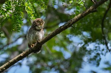 Obraz premium A beautiful Jungle owlet perched on a tree branch and watching the wild. The background is lush green with blurred blue sky.