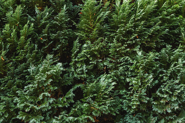 Lush green thuja foliage forming a dense evergreen hedge, creating a natural vertical background...
