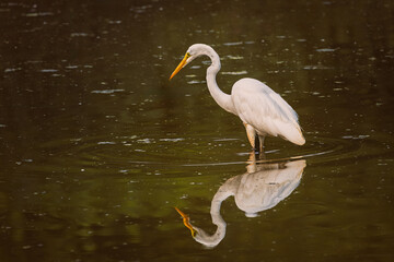 Fototapeta premium A Great Egret wades gracefully through calm morning water, its white feathers glowing in the soft golden light.