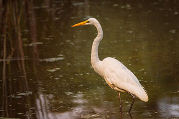 Naklejka premium A Great Egret wades gracefully through calm morning water, its white feathers glowing in the soft golden light.