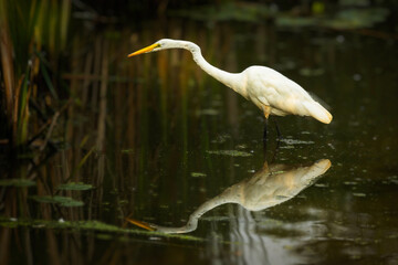 Naklejka premium A Great Egret wades gracefully through calm morning water, its white feathers glowing in the soft golden light.