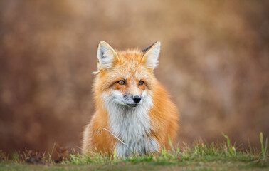 Red fox in autumn 