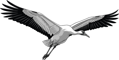 Black and white vector illustration of a flying crane bird with wide wingspan isolated on white background for nature design.