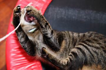 Close up of playful tabby cat © taffpixture