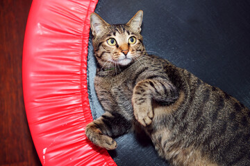 Close up of playful tabby cat © taffpixture