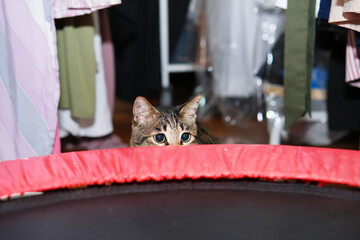 Close up of playful tabby cat © taffpixture