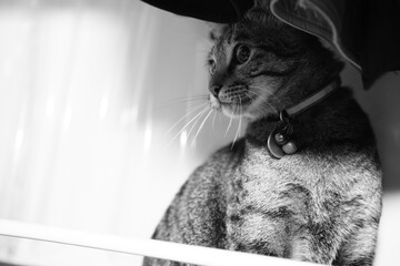 Close up of playful tabby cat © taffpixture