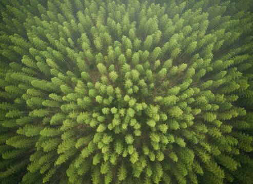Vast Evergreen Forest Canopy Viewed Directly From Above Bathed In Soft Natural Light Creating A Pattern Of Green And Shadow - Powered by Adobe
