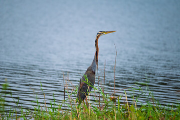 The Purple Stork (Ardea purpurea) in Bueng Boraphet, a wetland habitat for birds in Nakhon Sawan Province, Thailand
