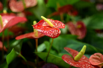 Close-up of a red anthurium flower. Beautiful indoor flowers at a flower shop.