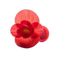 Vibrant red begonia flower with realistic wax petals, isolated on transparent background, showcasing sharp focus and high detail. Ideal for Valentine's, Mother's Day, wedding invites, beauty blogs,